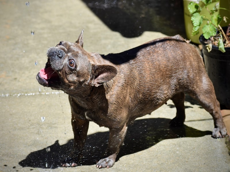 Everything you need to know about dog thirst